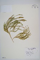 藏品(玉山石松)的圖片