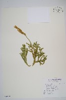 藏品(石松)的圖片