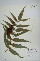 藏品(肢節蕨)的圖片