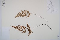 藏品(威氏鐵角蕨)的圖片