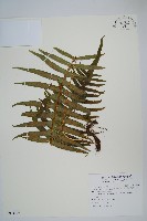 藏品(阿里山水龍骨)的圖片