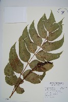 藏品(細齒貫眾蕨)的圖片