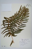 藏品(溪鳳尾蕨)的圖片