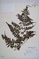 藏品(黑葉貞蕨)的圖片