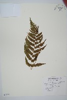 藏品(密鱗鱗毛蕨)的圖片