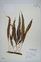 藏品(波氏星蕨)的圖片