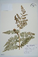 藏品(二型鱗毛蕨)的圖片