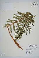 藏品(尖葉耳蕨)的圖片