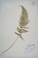 藏品(馬祖耳蕨)的圖片