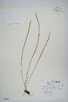 藏品(二條線蕨)的圖片