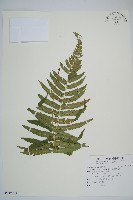 藏品(桫欏鱗毛蕨)的圖片