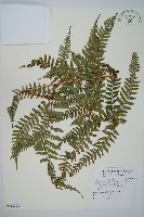 藏品(臺灣鱗毛蕨)的圖片