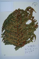 藏品(瓦氏鱗毛蕨)的圖片