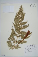 藏品(深山鱗毛蕨)的圖片