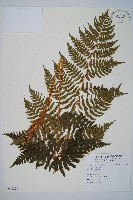 藏品()的圖片
