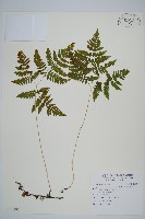 藏品(歐洲羽節蕨)的圖片