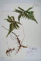 藏品(長柄假金星蕨、長柄卵果蕨)的圖片