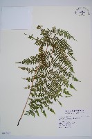 藏品(蹄蓋蕨)的圖片