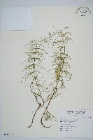 藏品(林下木賊)的圖片