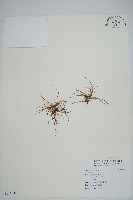 藏品()的圖片