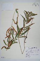 藏品(鐵毛蕨、毛蕨)的圖片