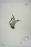 藏品(擬芨瓦葦)的圖片