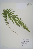 藏品(翅軸假金星蕨、短柄卵果蕨)的圖片