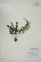 藏品(鐵線蕨)的圖片