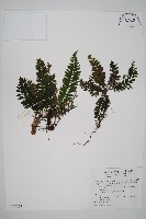 藏品(菲律賓厚葉蕨)的圖片