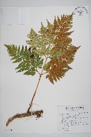 藏品(闊葉骨碎補)的圖片