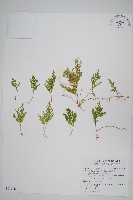 藏品(密葉卷柏)的圖片