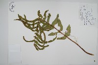 藏品(長葉腎蕨)的圖片