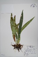 藏品(蘭嶼車前蕨)的圖片