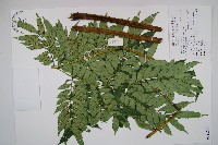 藏品(觀音座蓮舅)的圖片