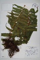 藏品(蘭嶼大葉毛蕨、蘭嶼圓脈蕨)的圖片