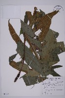 藏品(翅柄三叉蕨)的圖片