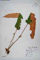 藏品(盧山石葦)的圖片