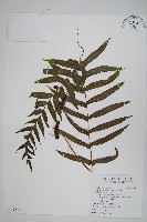 藏品(箭葉水龍骨、擬水龍骨)的圖片