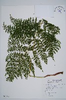 藏品(稀子蕨)的圖片