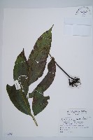 藏品(細柄雙蓋蕨)的圖片