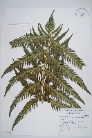 藏品(臺灣狗脊蕨)的圖片