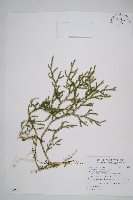 藏品(過山龍)的圖片