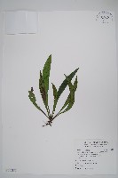 藏品(臺灣車前蕨)的圖片