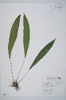 藏品(單葉雙蓋蕨)的圖片