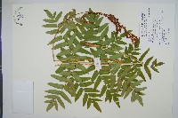 藏品(紫萁)的圖片