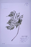 藏品(尖葉鐵角蕨)的圖片