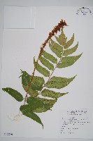 藏品(披針貫眾蕨)的圖片