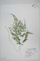 藏品(日本金粉蕨)的圖片