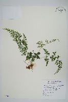 藏品(日本金粉蕨)的圖片