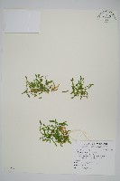 藏品(日本卷柏)的圖片